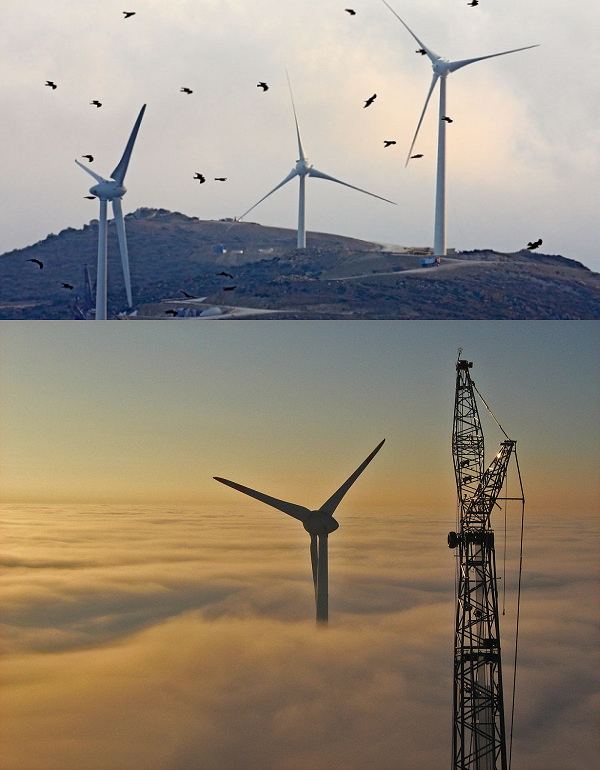 Птицы любят парить в воздушных потоках на гребнях высот, а операторы ветроэлектростанций — ставить там ветряные турбины. Ну а Е-126 (внизу) забирается и за облака. (Фото M. Varesvuo / Naturepl.com.)